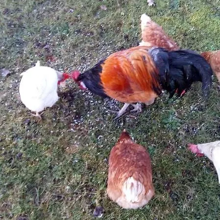 Διαμέρισμα Ferienwohnung Fur 4 Personen Ca 85 M In Kneisting, Bayern Bayerischer Wald Thurmansbang